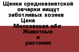 Щенки среднеазиатской овчарки иищут заботливых хозяев › Цена ­ 3 000 - Московская обл. Животные и растения » Собаки   